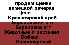 продам щенка немецкой овчарки › Цена ­ 5 000 - Красноярский край, Березовский р-н, Березовка пгт Животные и растения » Собаки   . Красноярский край